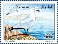 Audouin's Gull (Larus audouinii)