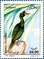 European Shag (Phalacrocorax aristotelis)