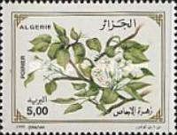 Pear Tree