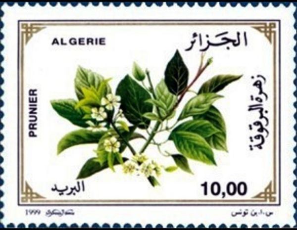 Plum Tree
