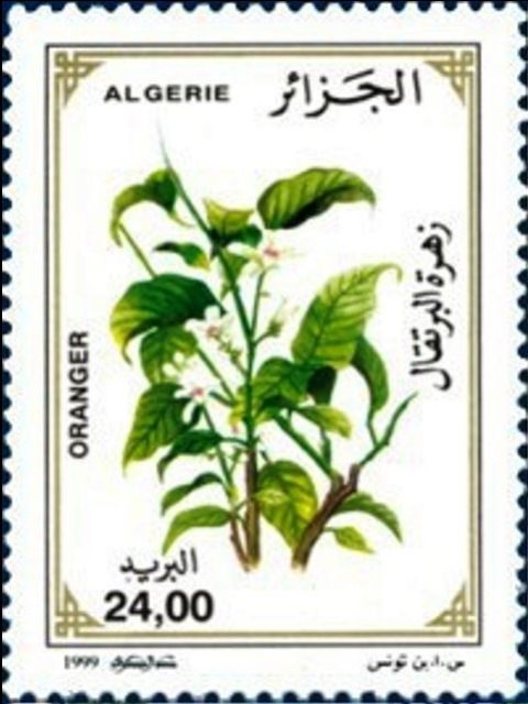 Orange Tree