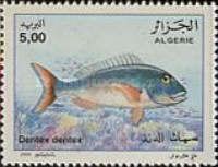 Common Dentex (Dentex dentex)