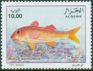 Striped Red Mullet (Mullus surmuletus)