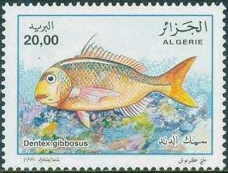 Pink Dentex (Dentex gibbosus)