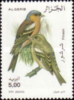 Common Chaffinch (Fringilla coelebs)