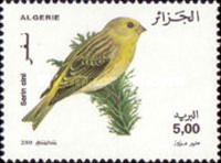 European Serin (Serinus serinus)
