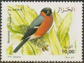 Eurasian Bullfinch (Pyrrhula pyrrhula)