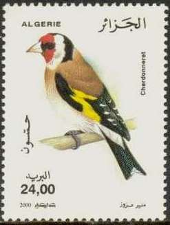 European Goldfinch (Carduelis carduelis)