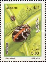 Common Carpet Beetle (Anthrenus scrophulariae)