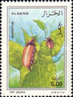 Hanneton (Melolontha melolontha)