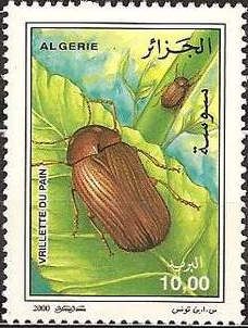 Drugstore Beetle (Stegobium paniceum)
