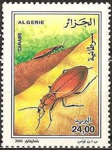 Carabus (Carabus sp.)