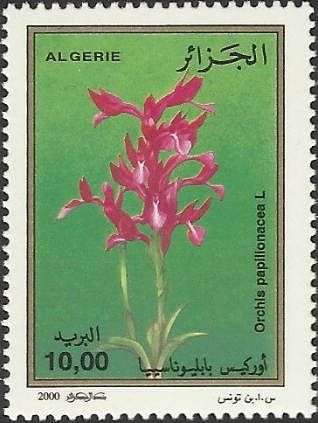 Anacamptis papilionacea (syn.Orchis papilionacea)