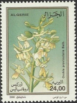 Orchis provincialis