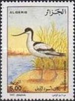 Pied Avocet (Recurvirostra avosetta)