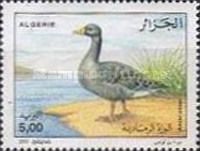 Graylag Goose (Anser anser)