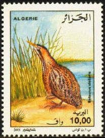 Great Bittern (Botaurus stellaris)