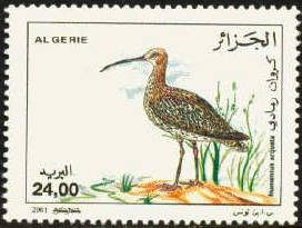Eurasian Curlew (Numenius arquata)
