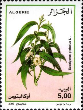 Eucalyptus globulus