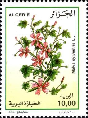 Malva sylvestris