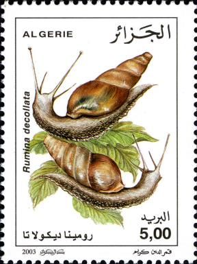 Decollate Snail (Rumina decollata)