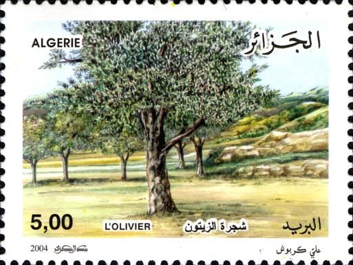 Olive Tree
