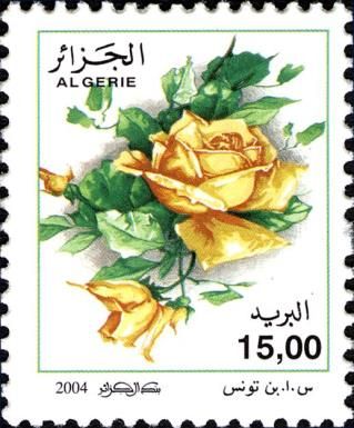Rosa odorata