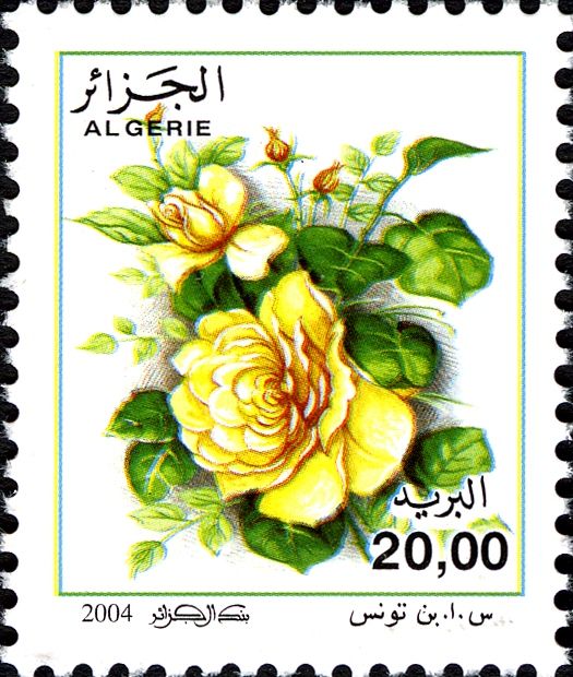 Rosa odorata