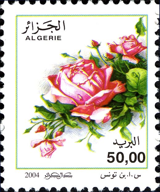 Rosa odorata