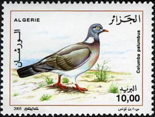 Common Wood-Pigeon (Columba palumbus)