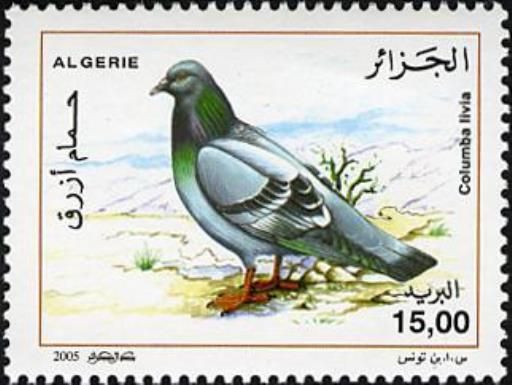 Rock Pigeon (Columba livia)