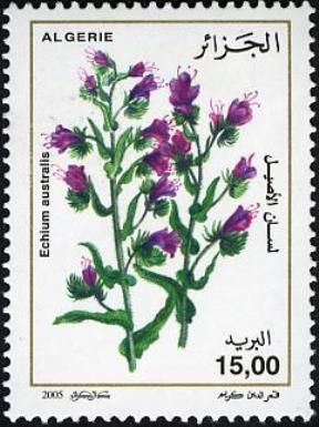 Echium australis