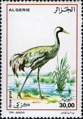 Common Crane (Grus grus)