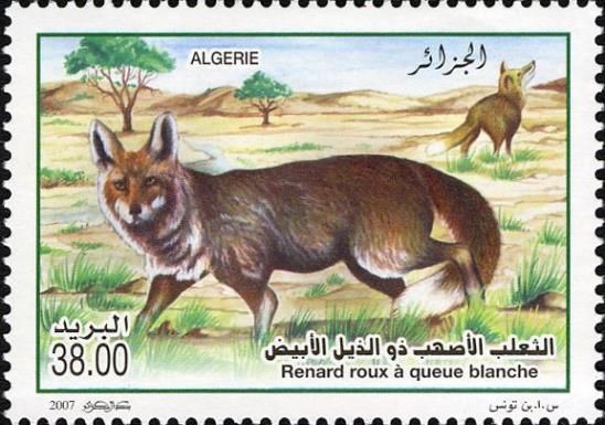 Red Fox (Vulpes vulpes)