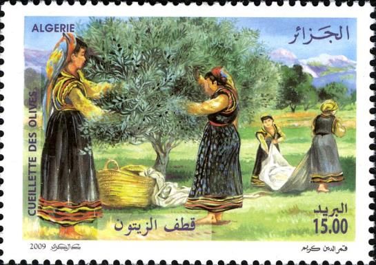 Picking Olives