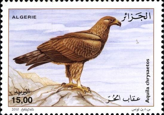 Golden Eagle (Aquila chrysaetos)