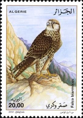 Lanner Falcon (Falco biarmicus)
