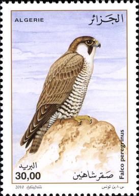 Peregrine Falcon (Falco peregrinus)