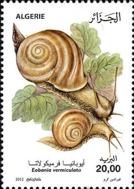 Chocolate-band Snail (Eobania vermiculata)