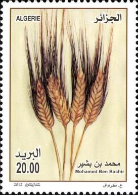 Agriculture and Food - Mohamed Ben Bahir