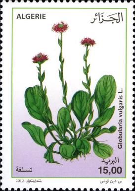Globularia vulgaris L.