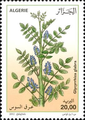 Glycyrrhiza glabra