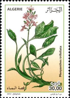 Menyanthes trifoliatra