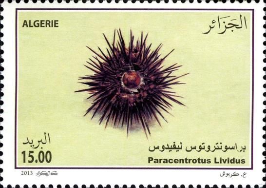 Purple Sea Urchin (Paracentrotus lividus)