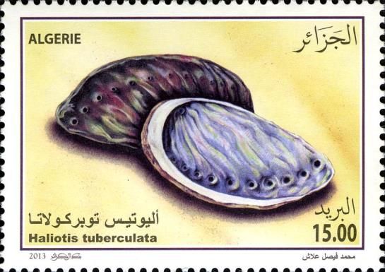 Green Ormer (Haliotis tuberculata)