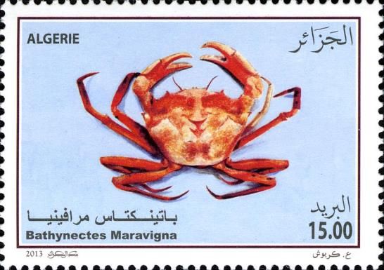 Crab (Bathynectes maravigna)