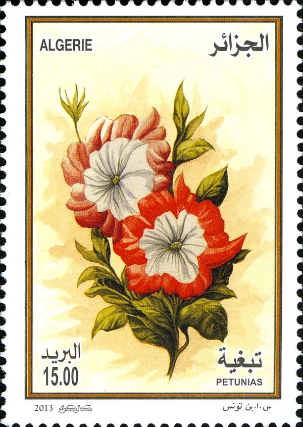 Petunias