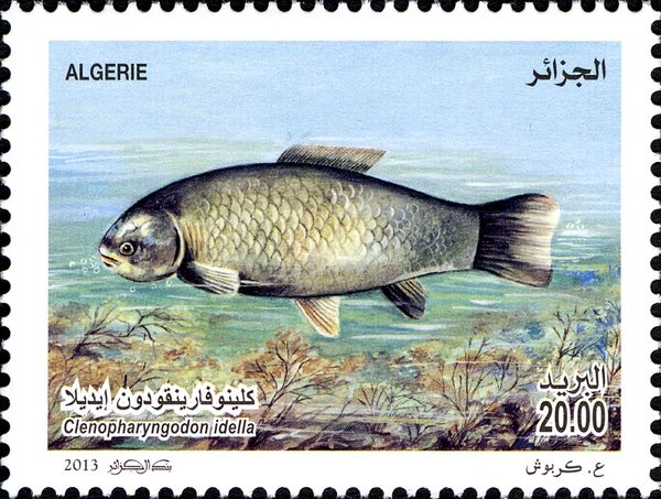 Grass Carp (Ctenopharyngodon idella)