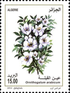 Ornithogalum arabicum