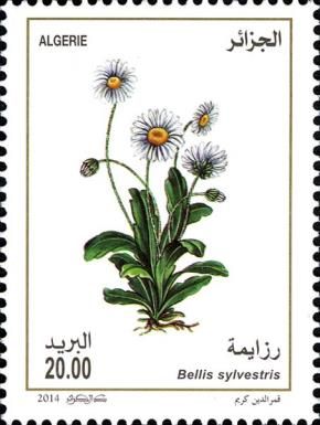 Bellis sylvestris
